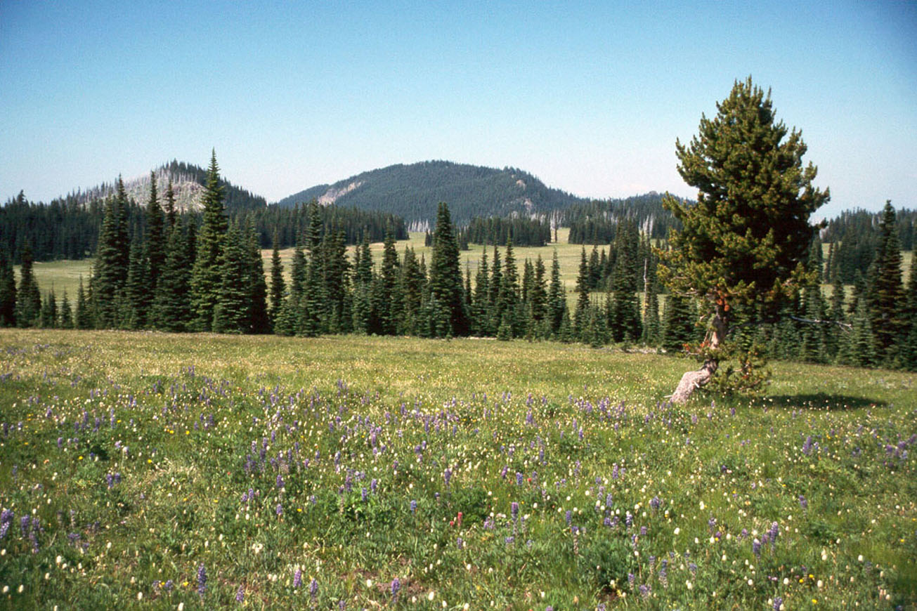 Subalpine Parkland