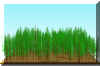 FOREST10.JPG (136328 bytes)