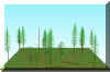FOREST11.JPG (94404 bytes)
