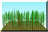 FOREST12.JPG (155803 bytes)