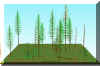 FOREST14.JPG (113682 bytes)