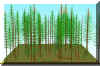 FOREST15.JPG (200401 bytes)
