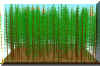 FOREST16.JPG (224314 bytes)