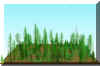 FOREST18.JPG (121477 bytes)
