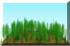 FOREST19.JPG (138623 bytes)