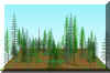 FOREST20.JPG (135933 bytes)