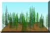 FOREST21.JPG (149882 bytes)