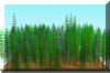 FOREST22.JPG (172354 bytes)