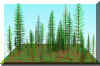 FOREST23.JPG (162415 bytes)