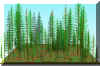FOREST24.JPG (204671 bytes)