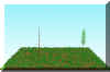 FOREST4.JPG (80067 bytes)