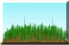 FOREST7.JPG (109163 bytes)