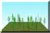 FOREST8.JPG (87520 bytes)