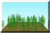 FOREST9.JPG (118136 bytes)